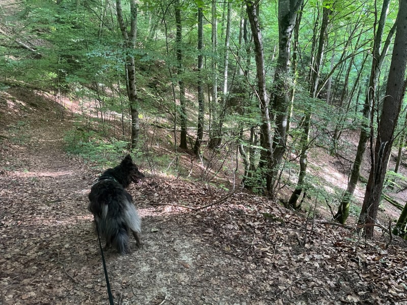 Balade en forêt à Cessenaz - Sevrier