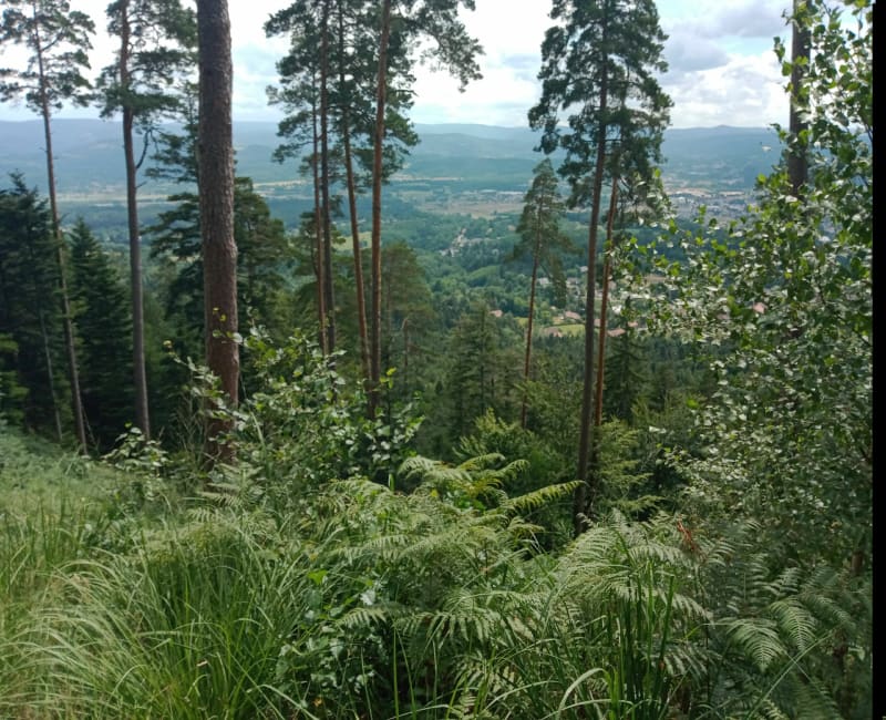 L'Ormont Robache - Saint-Dié-des-Vosges