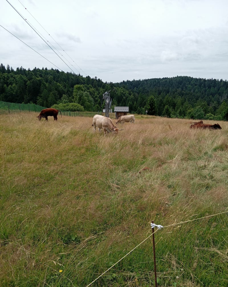 Randonnée sur les hauteurs de Gérardmer - Gérardmer