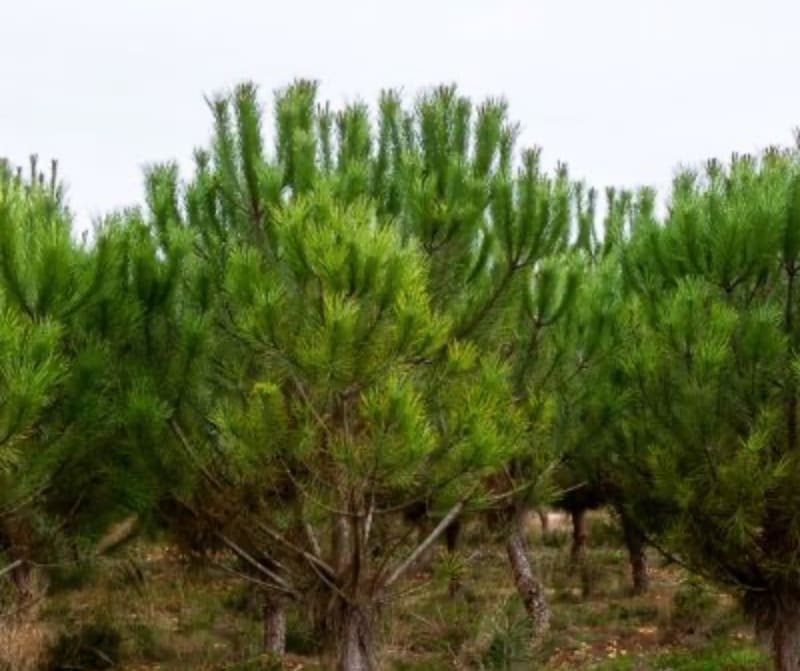 Marche dans les pins autour d'Escource - Escource