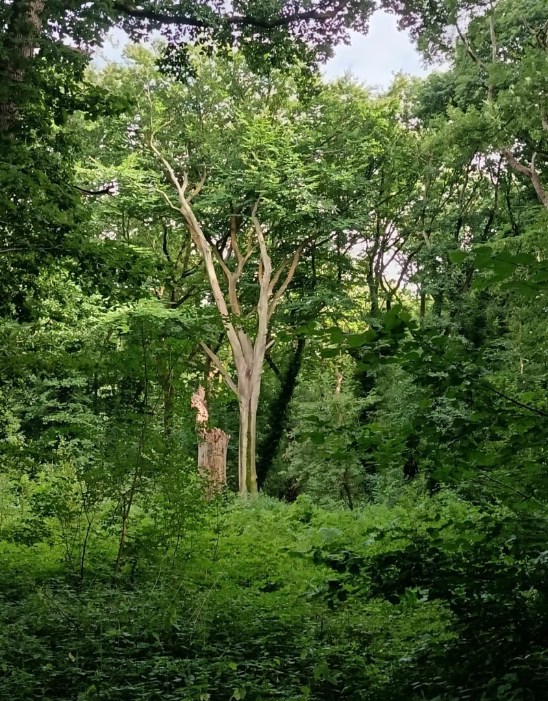 Balade en forêt de Montgeon - Le Havre