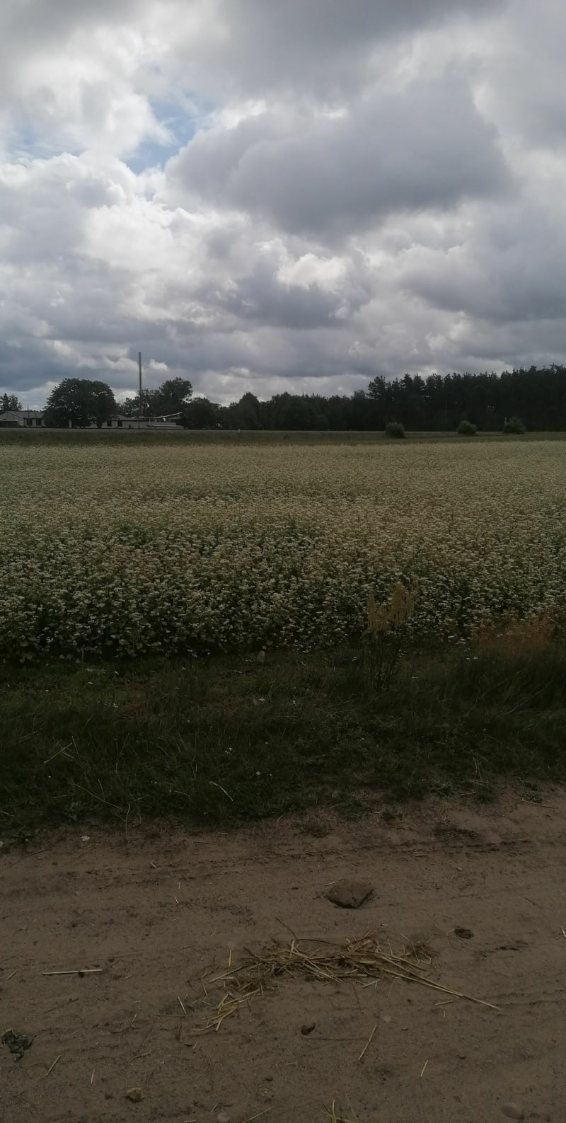 Biały bor - Grabów - Biały Bór