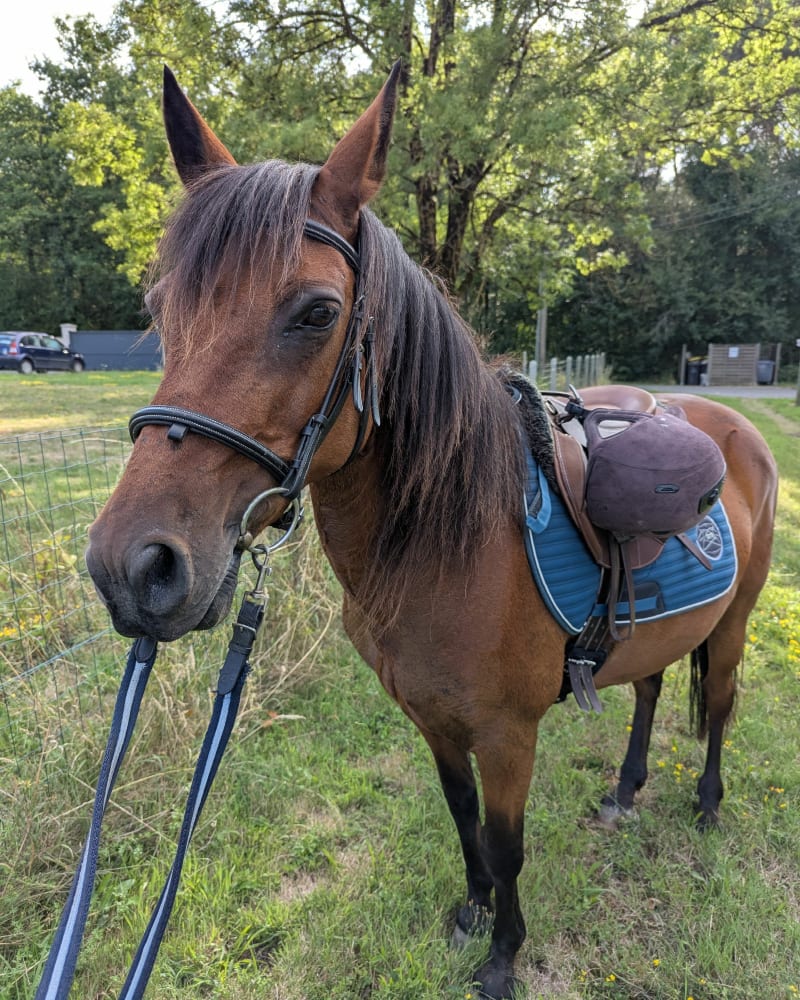 Balade par les Essards, praticable à pieds et à cheval - Coteaux-sur-Loire
