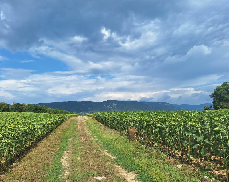 Promenade autour de Leyment, Charveyron, Le Trolliet - Leyment