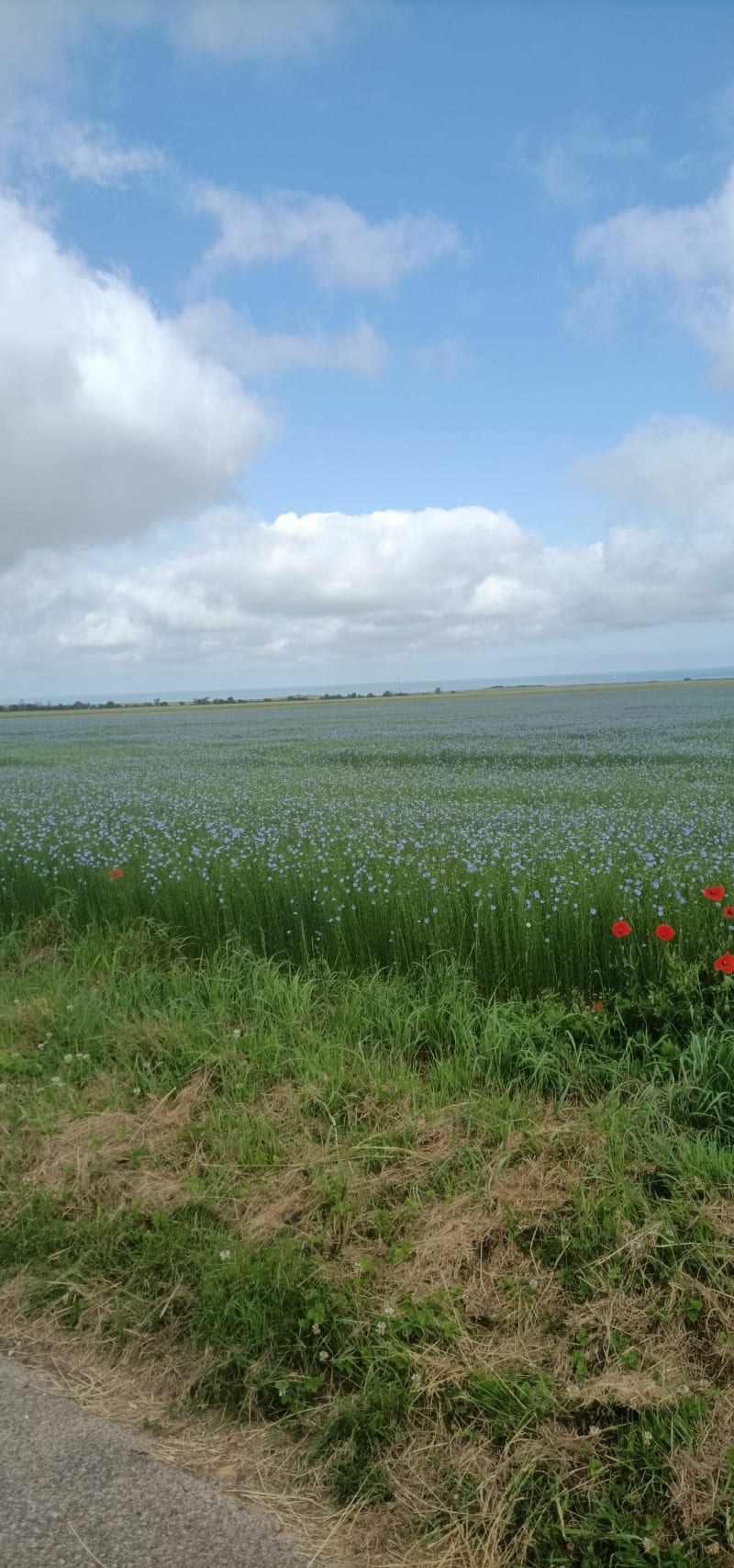 Marche Belleville sur Mer - Petit-Caux