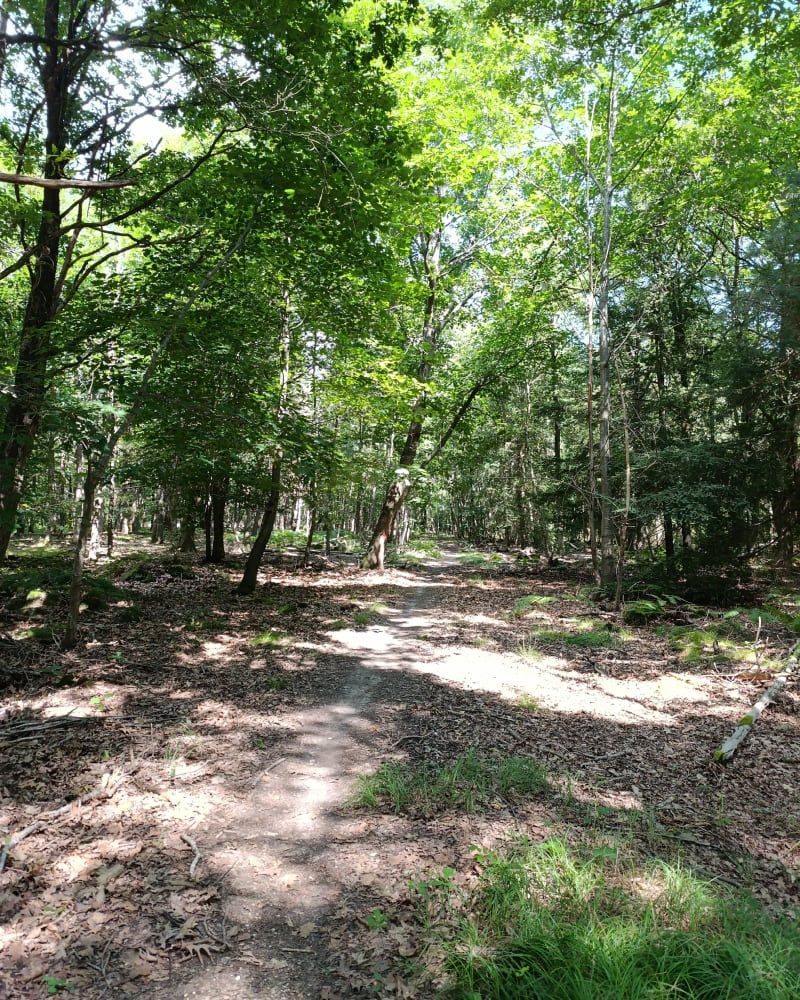 Forêt de Sénart sous 30 degrés - Montgeron