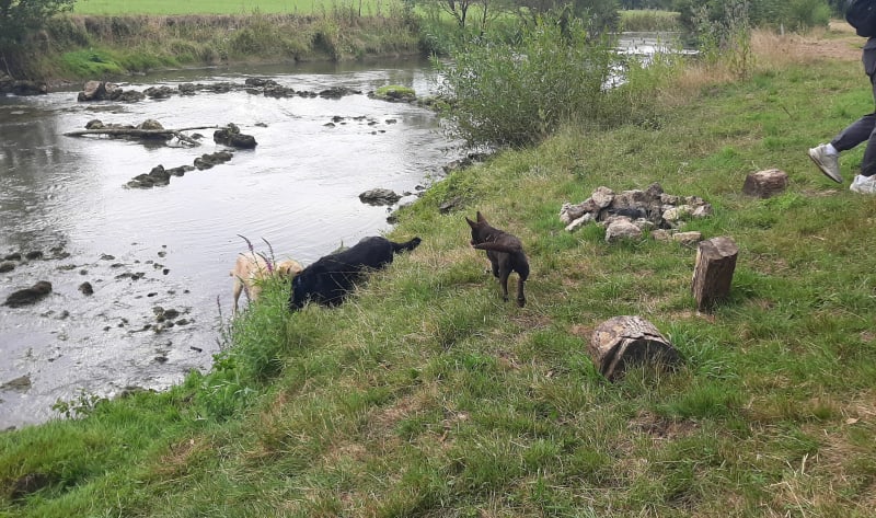 Doggy rando à Autigny-la-Tour - Autigny-la-Tour