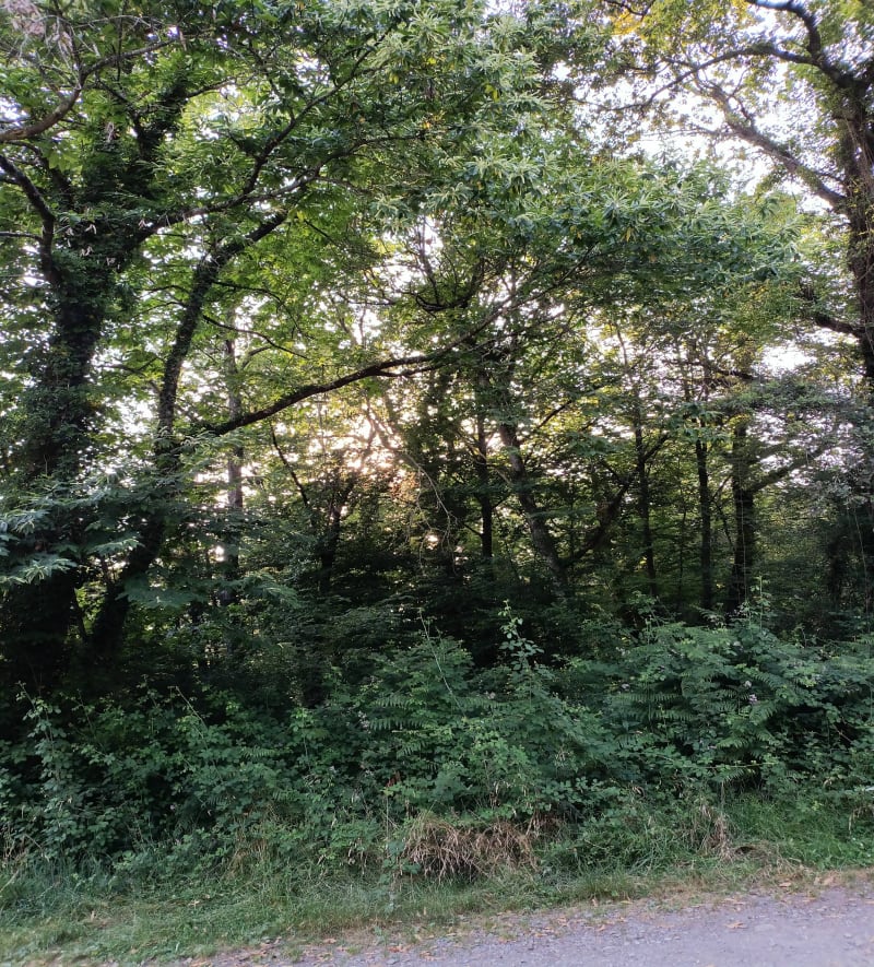 Bois de Lagos - Lagos