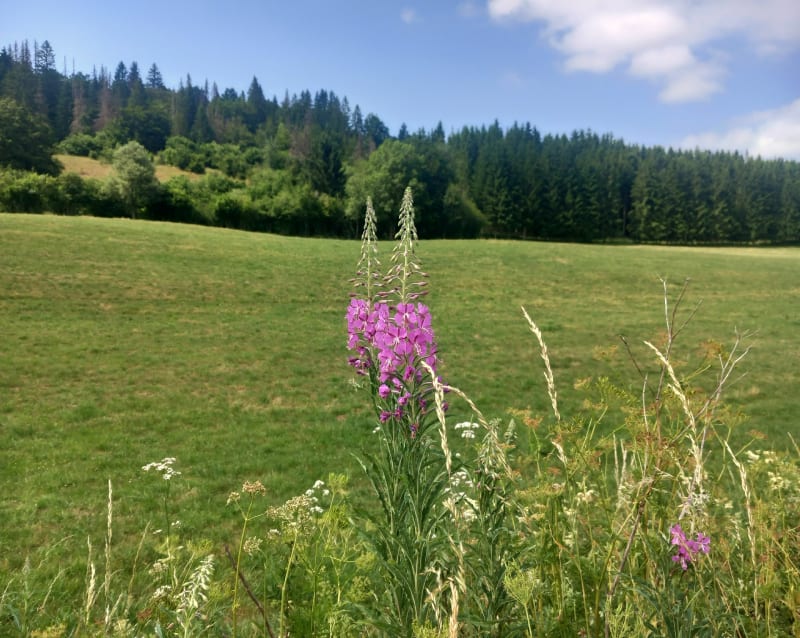 Mouthe, foret de la Capiche et Sarrageois - Mouthe