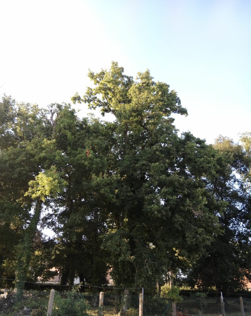 Promenade à Veuzain-sur-Loire et Bois Blancs - Veuzain-sur-Loire