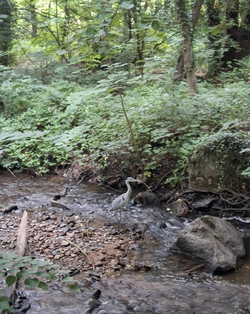 Balade dans la nature par le Buehl - Obernai