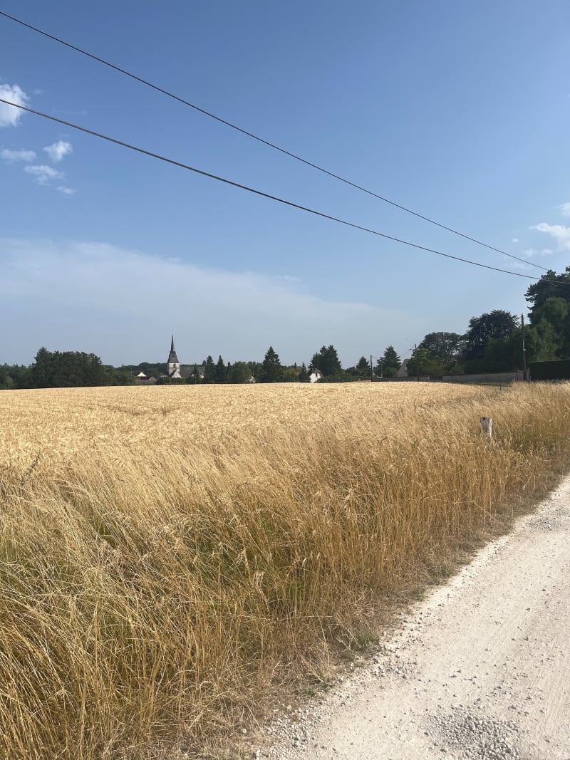 Boucle dans la forêt de Russy - Vineuil