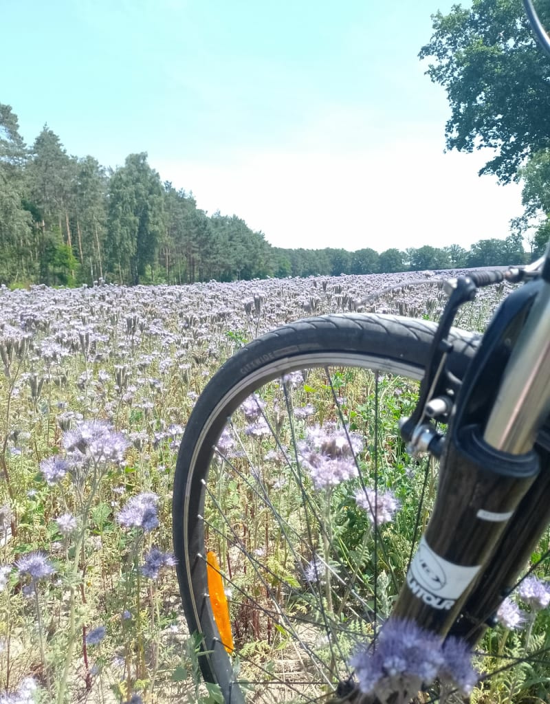 Nowe Skalmierzyce - Śliwniki - Psary - Nowe S. - Nowe Skalmierzyce