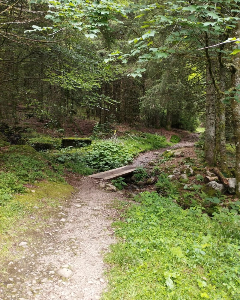 Du col des Feignes au haut du Mur - La Bresse