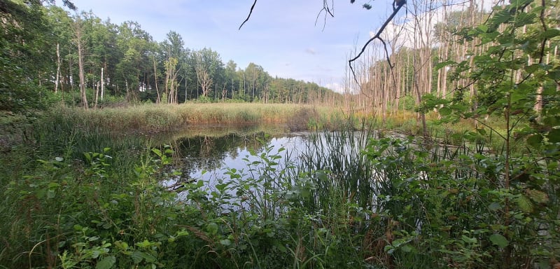 Żary-Miłowice - Żary