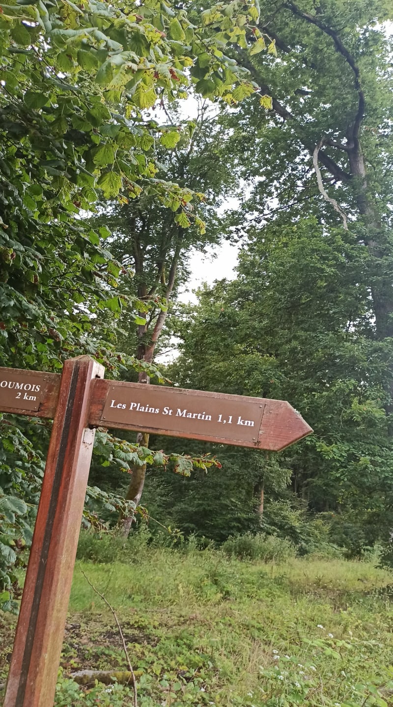 Marche à Bosroumois et forêt de La Londe - Bosroumois