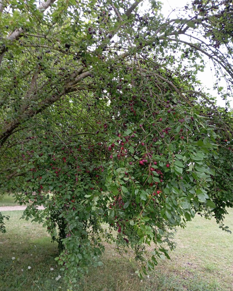 Boucle de Mantes-la-Ville à Arnouville - Mantes-la-Ville