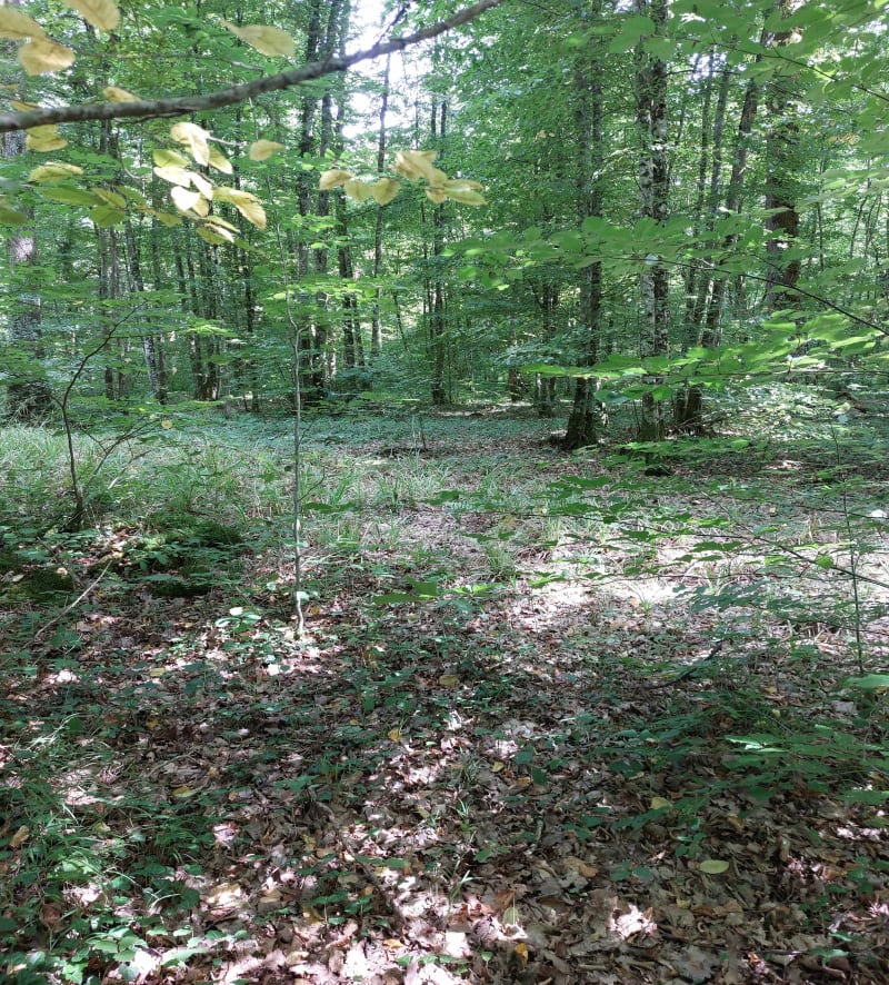 Forêt de Larivour et Anse Napoléon - Piney