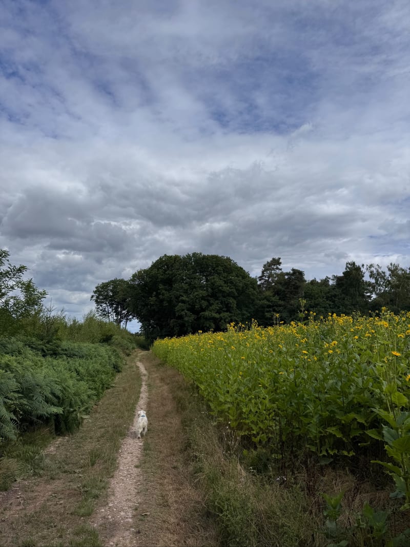 Balade entre lac de Bouzey, forêt et champs - Chaumousey