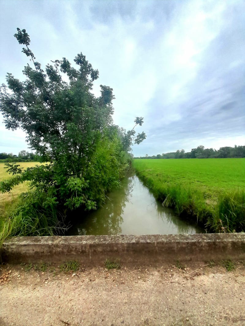 Entre terres et bord de Saône à Saint-Didier-sur-Chalaronne - Saint-Didier-sur-Chalaronne