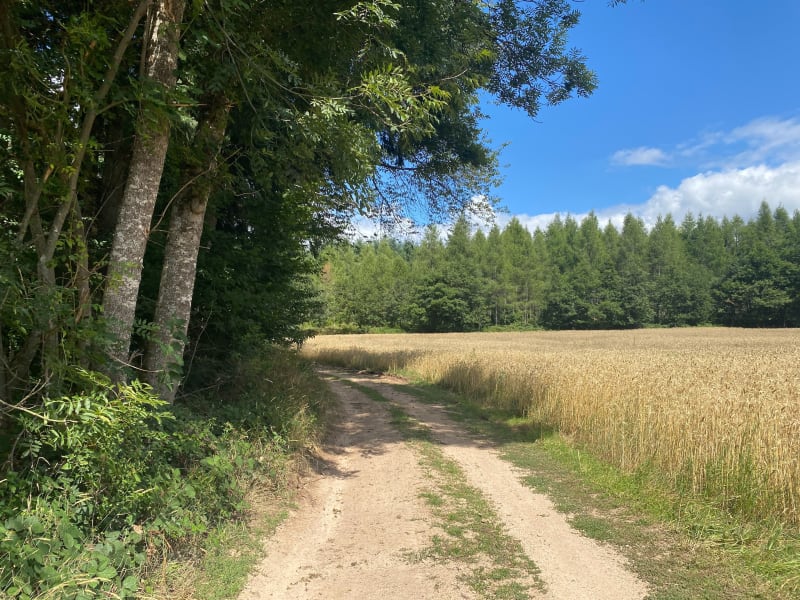Entre forêts et lieux-dits depuis Perpezoux - Monistrol-sur-Loire