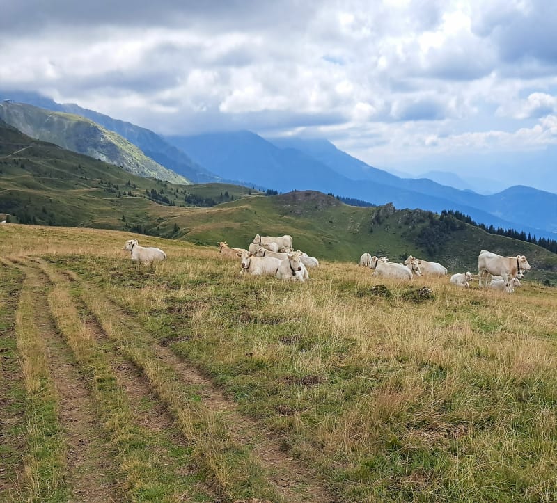 Entre Pincerie et Refuge du crêt du Poulet - Le Haut-Bréda
