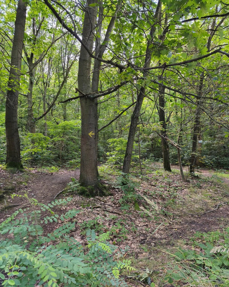 Rogoźnik źródełko - Rogoźnik