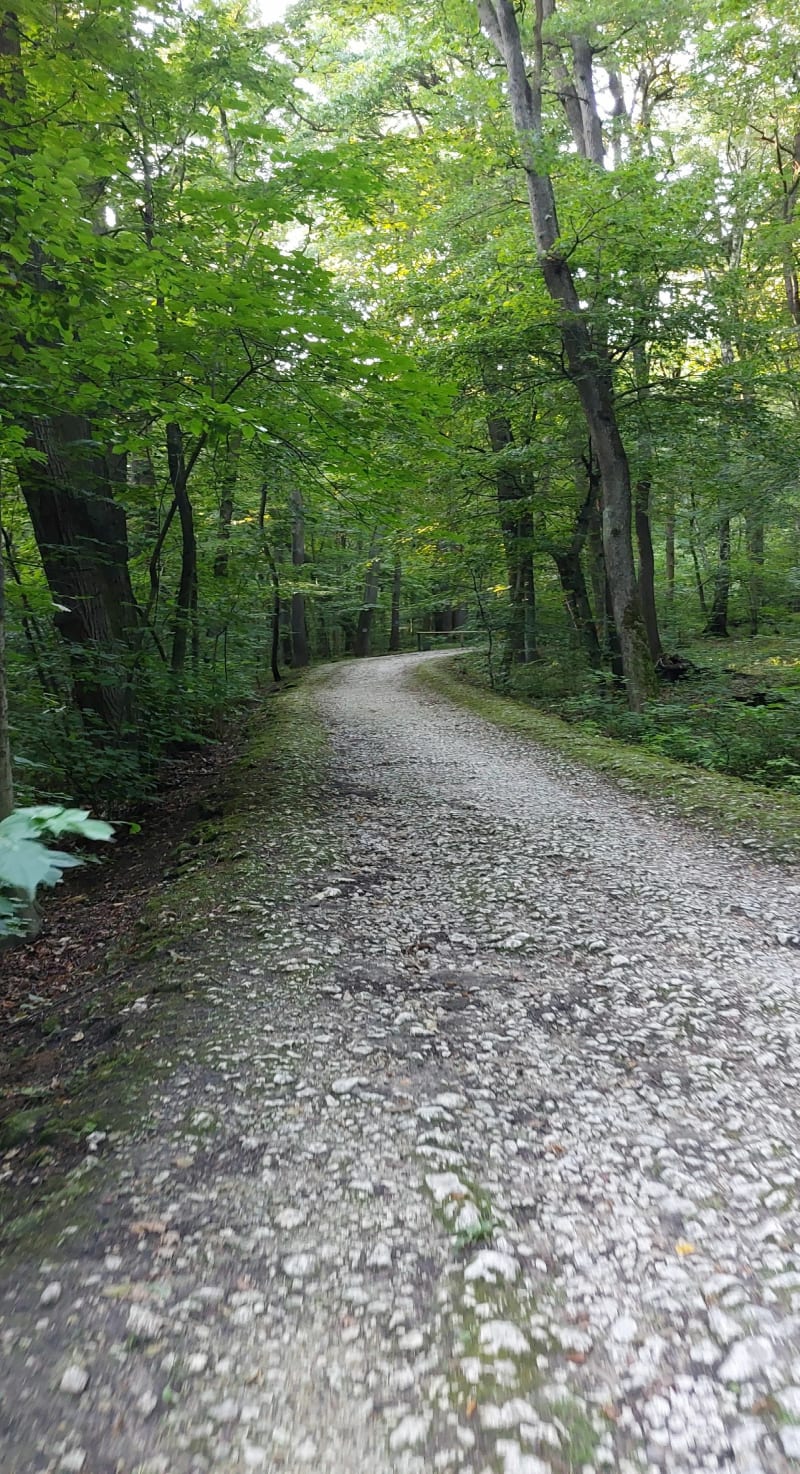 Forest ścieżka - Kraków
