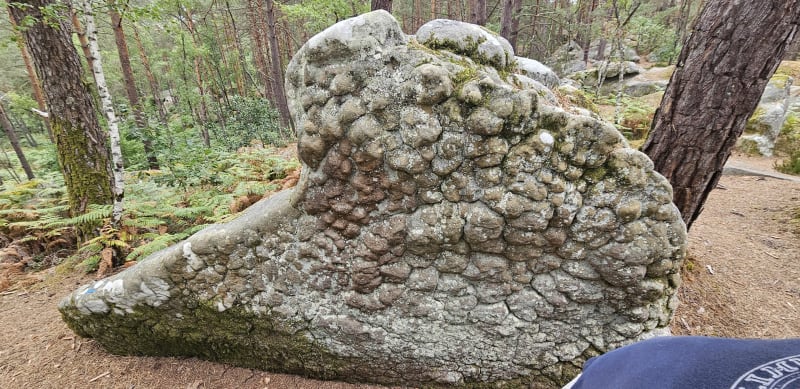 Balade en forêt de Fontainebleau - Fontainebleau