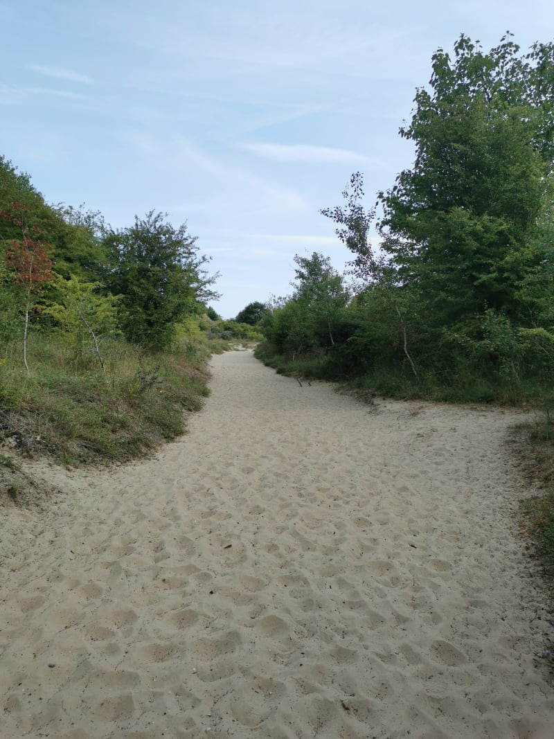 Balade entre dunes, mer et forêt à Leffrinckoucke - Leffrinckoucke