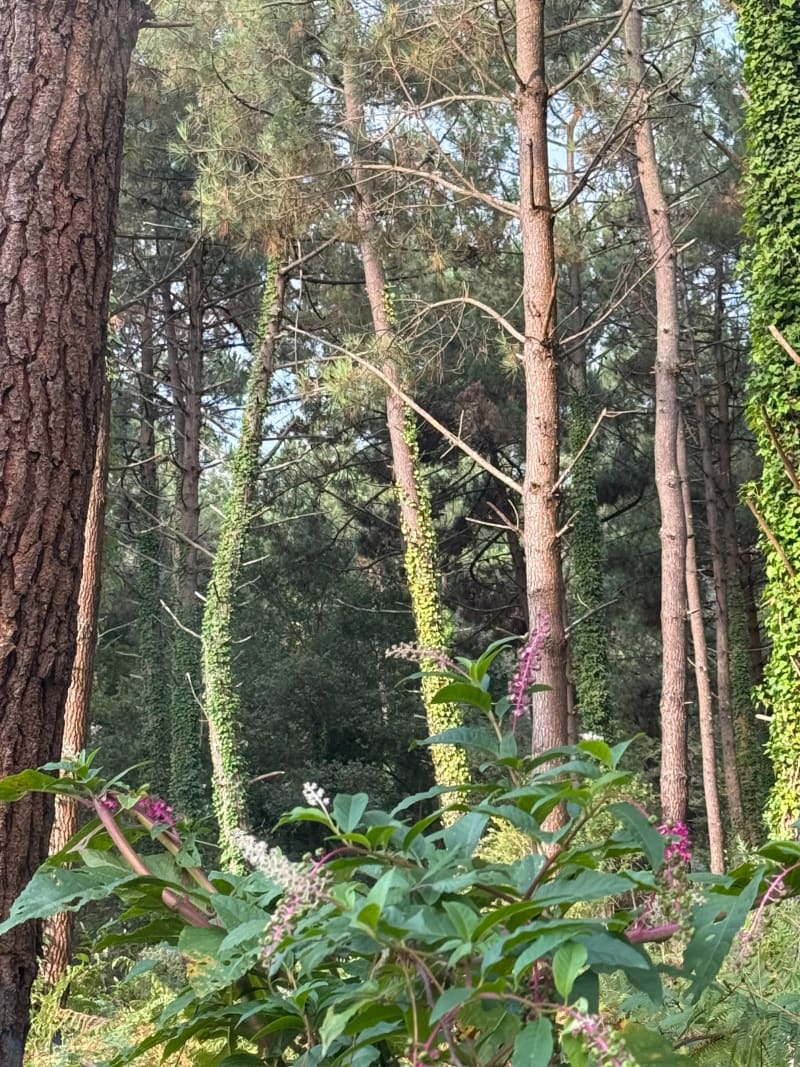 Promenade en forêt de Pins à Capbreton - Capbreton