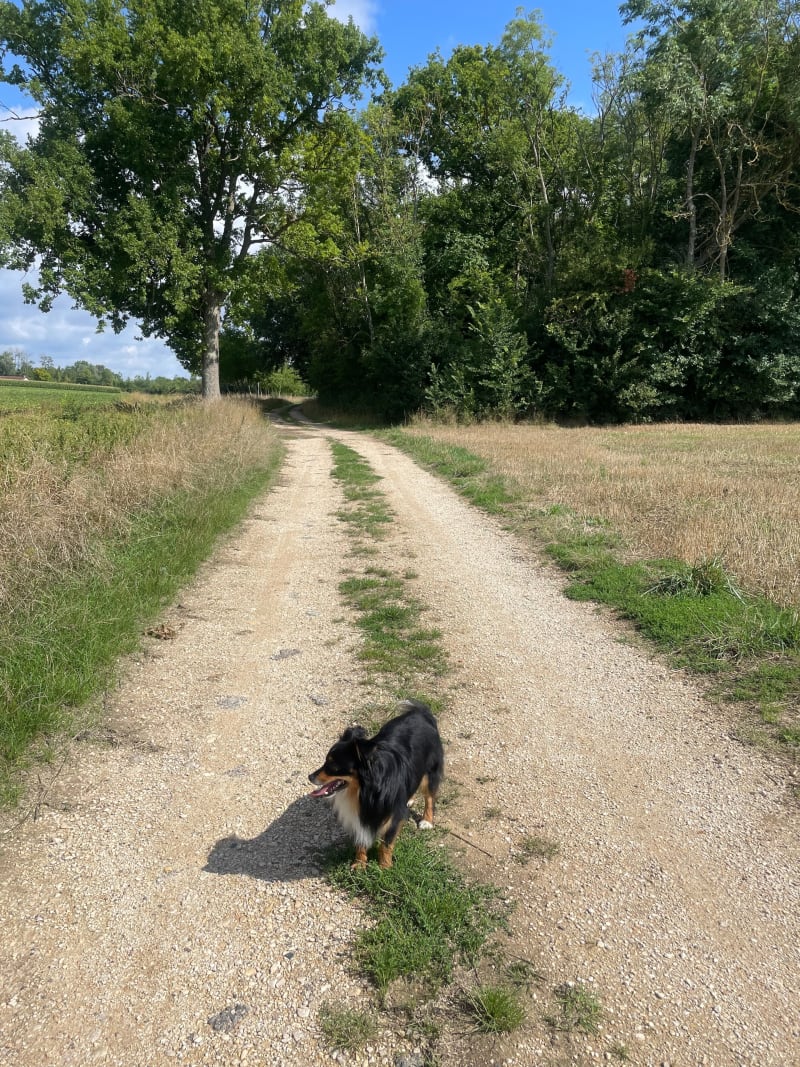 Chemin blanc Roche-Moussey - Isle-Aumont