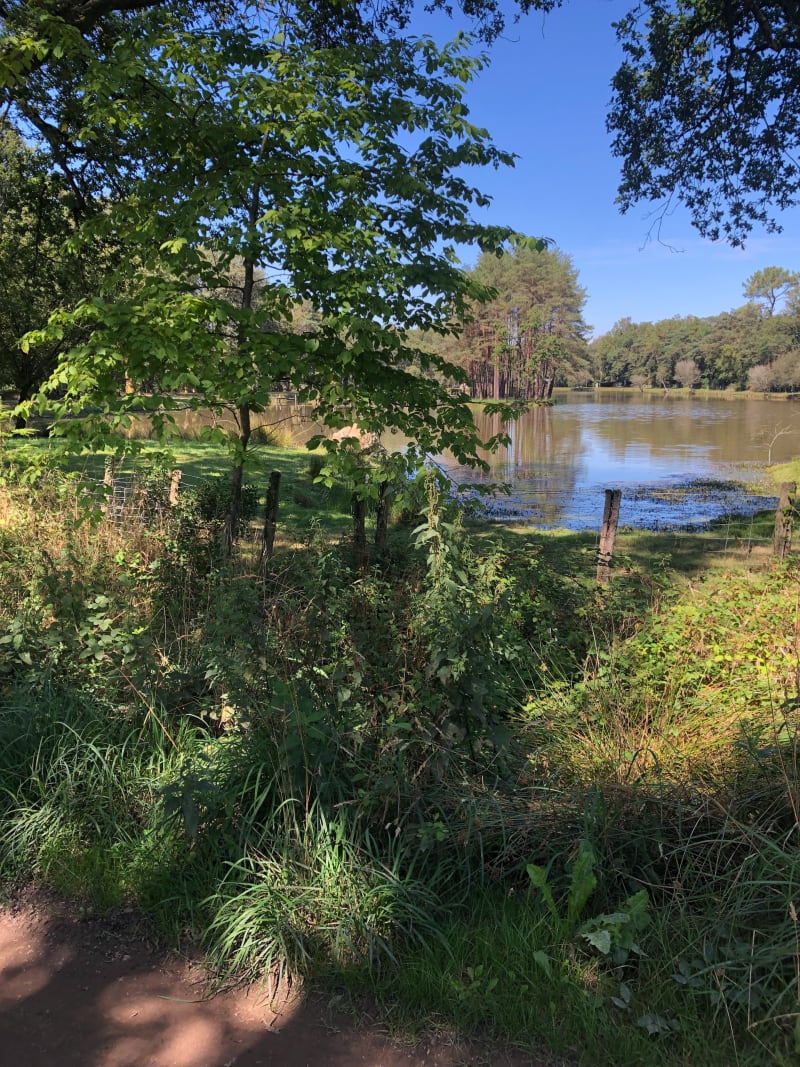 Balade en Forêt à Pleucadeuc - Malestroit