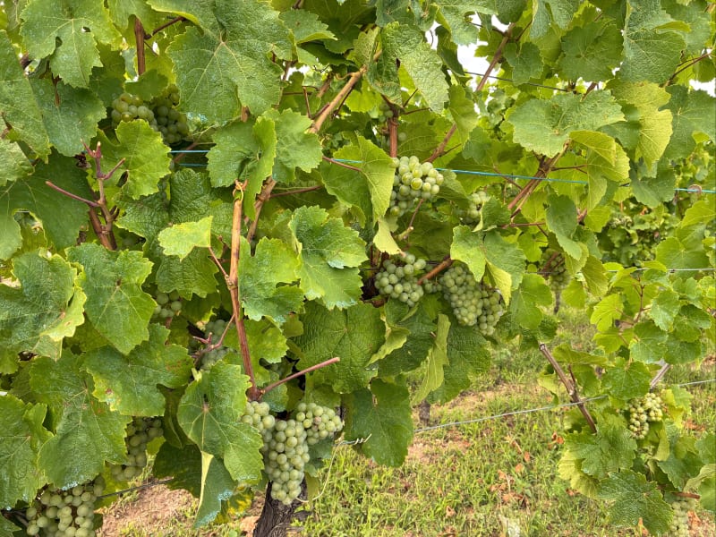 Balade dans le vignoble au-dessus de Turckheim - Turckheim