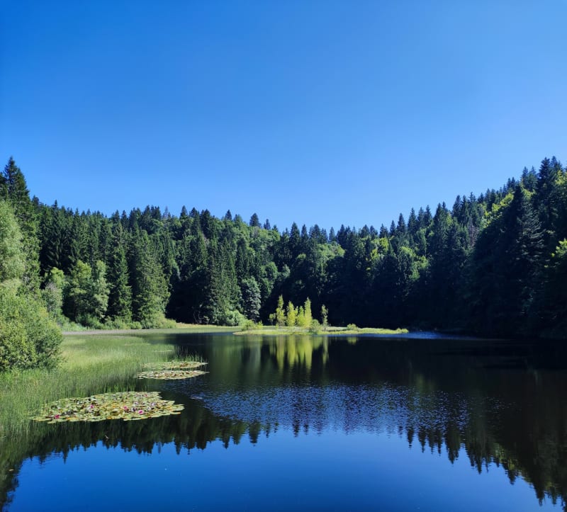 La Basse des Feignes à l'étang de Pré Thia - La Bresse