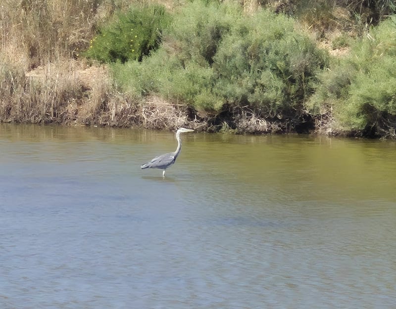 Salan et marais de Portiragnes - Portiragnes