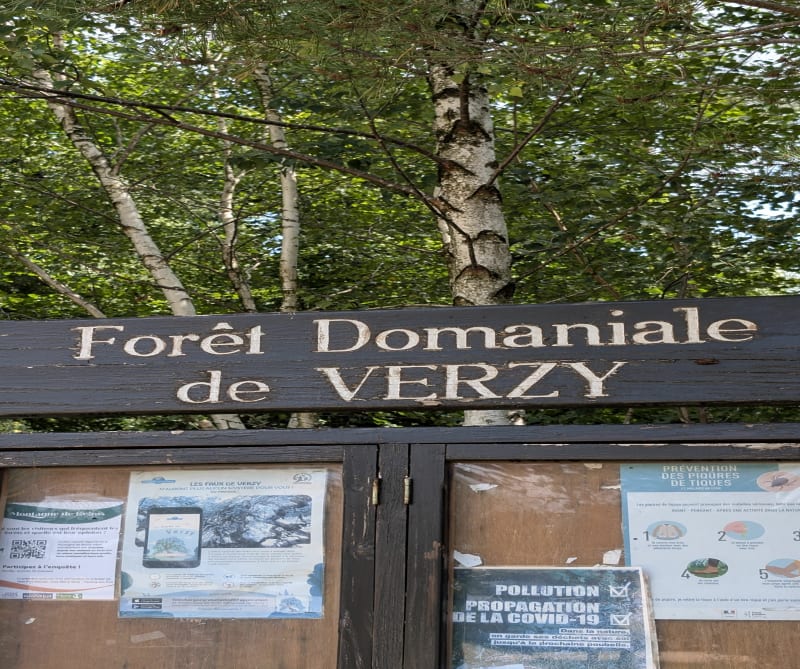 Balade des Faux / Forêt de Verzy - Verzy