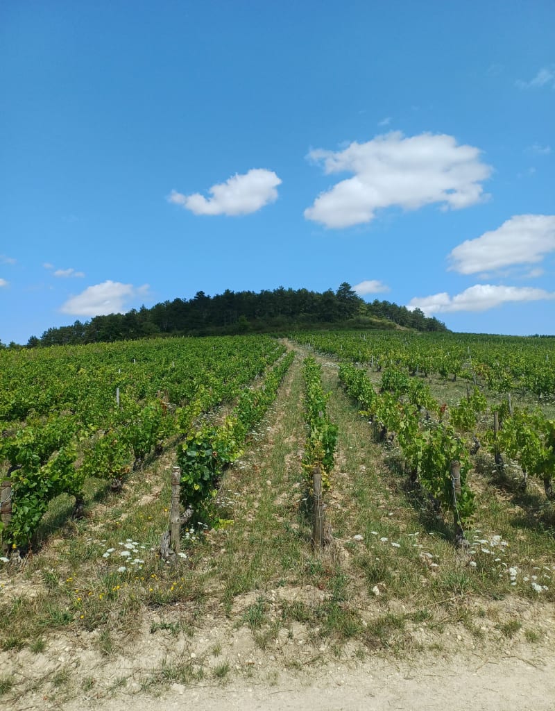 Petite boucle Irancy - Irancy