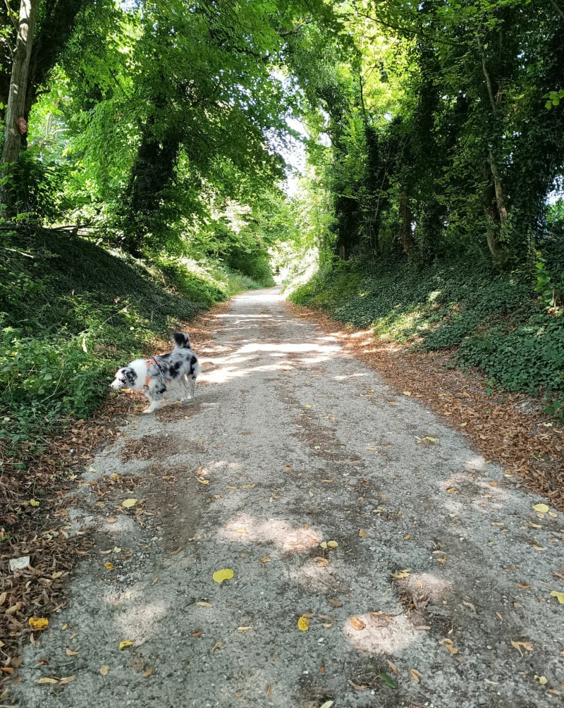 Balade à travers champs et petits bois ombragés à Aveluy - Aveluy