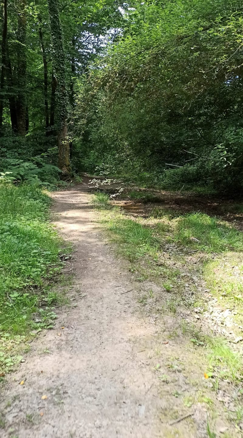 Balade en forêt de Valcongrain - Les Monts d'Aunay