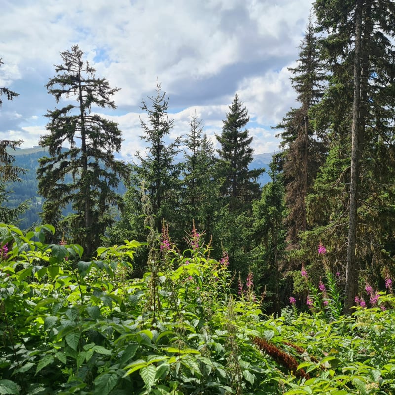 Forêt paisible, sentiers gourmands à La Plagne - La Plagne Tarentaise