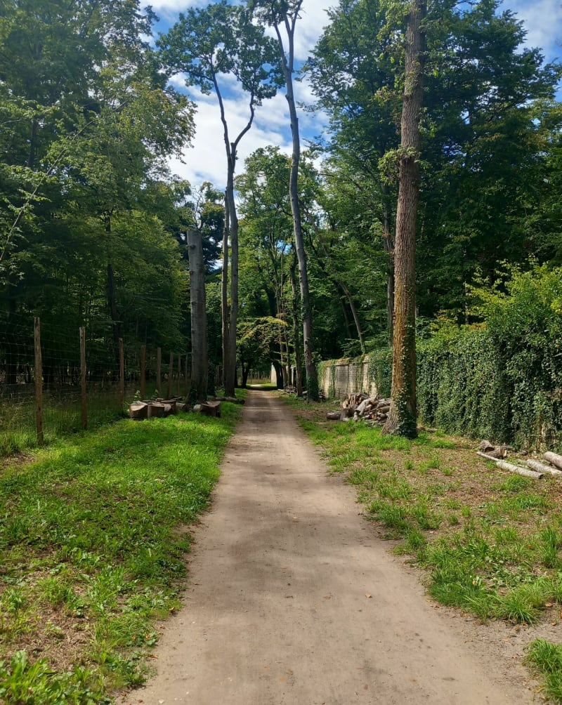 Balade dans les bois de Chantilly - Chantilly