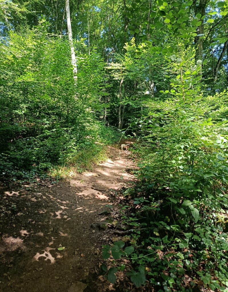 Balade au bois de Clouange - Clouange