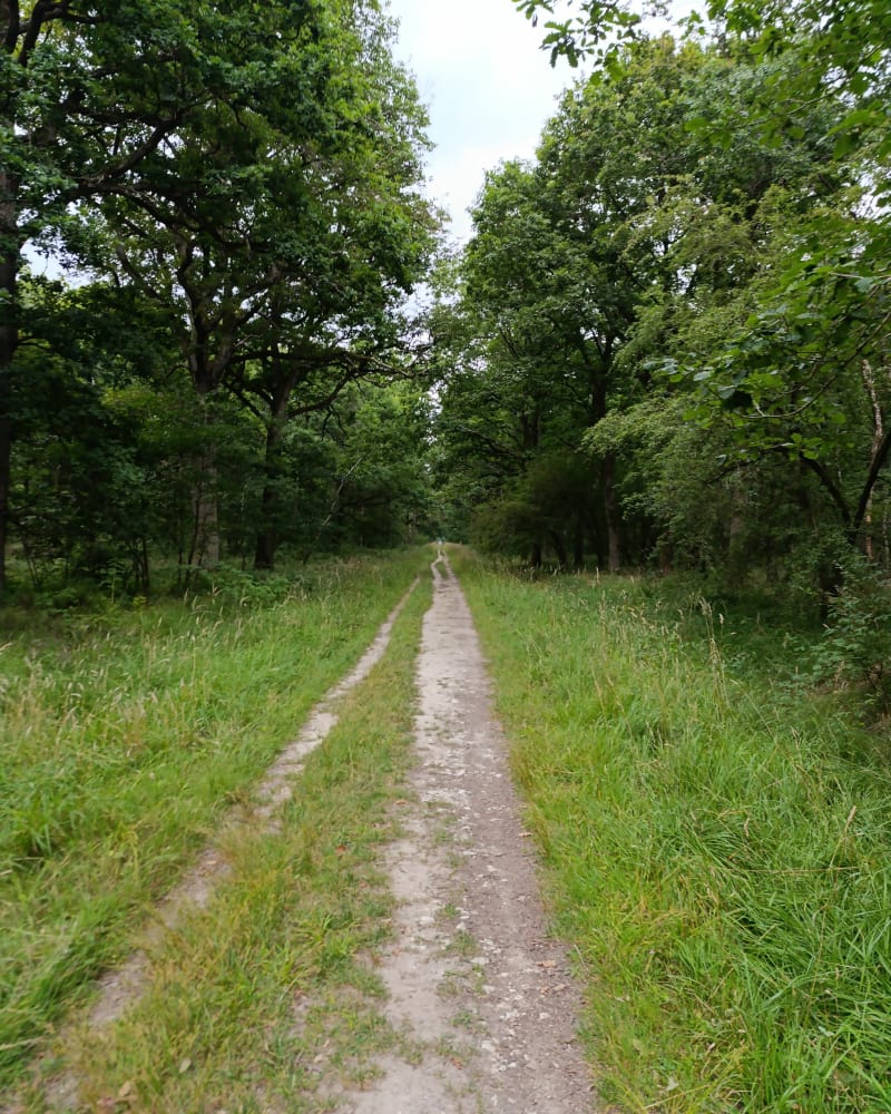Petit tour à VTC dans la forêt de Sénart - Soisy-sur-Seine