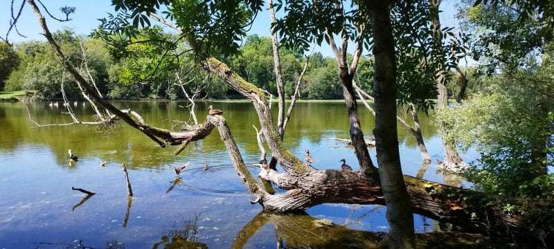 Découverte du Parc de La Ballastière - Malay-le-Grand