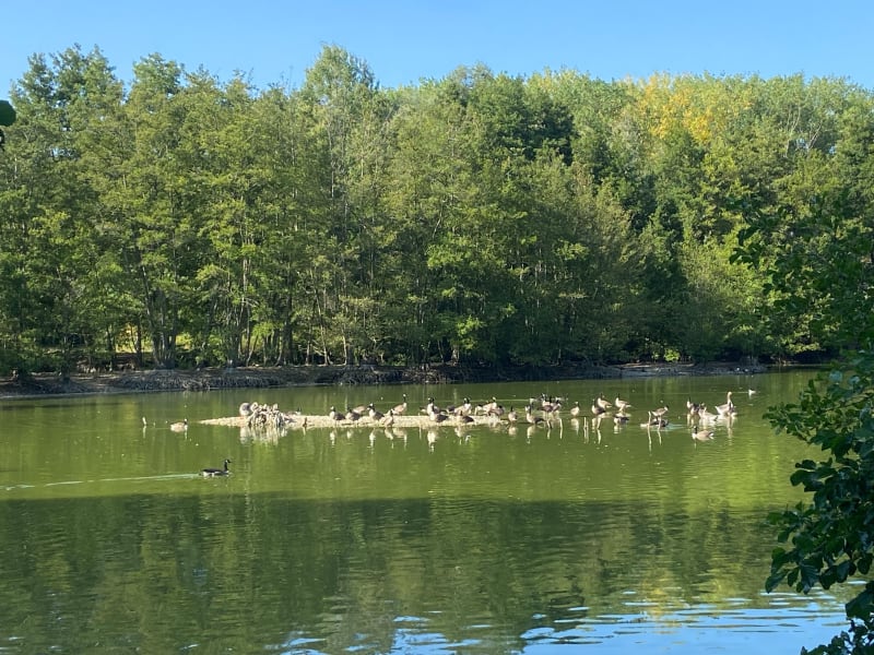 Étang des trois sources et Bois de Cassan - L'Isle-Adam
