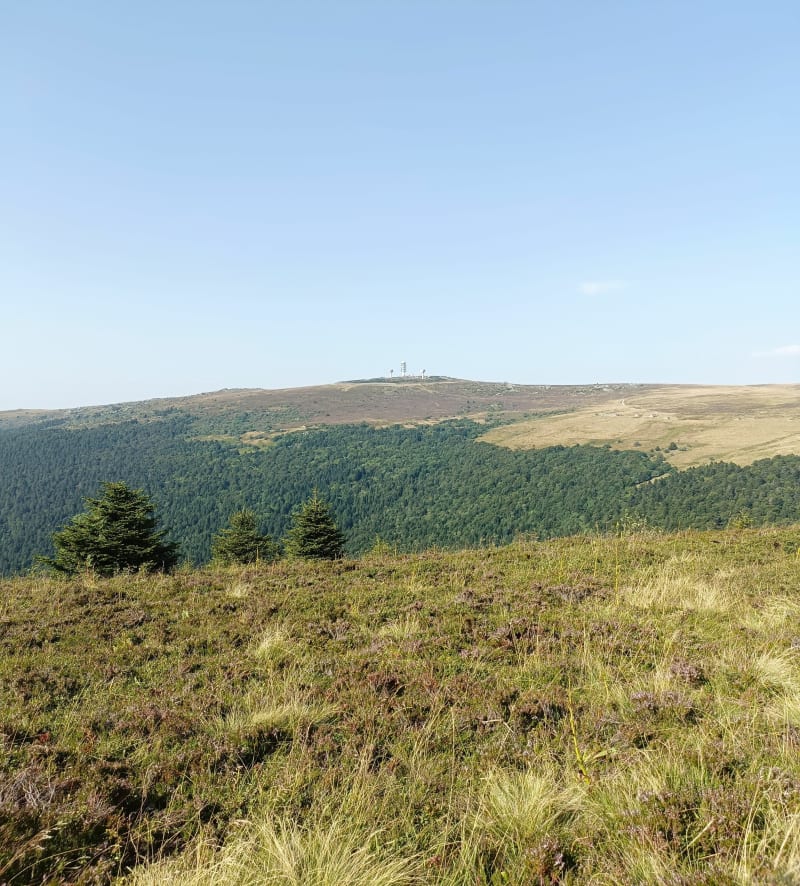 Myrtilles et Bruyères au col de Chansert - Job