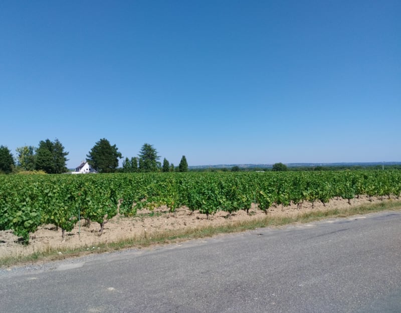 Balade à travers les vignes et les marais de Haute-Goulaine - Haute-Goulaine