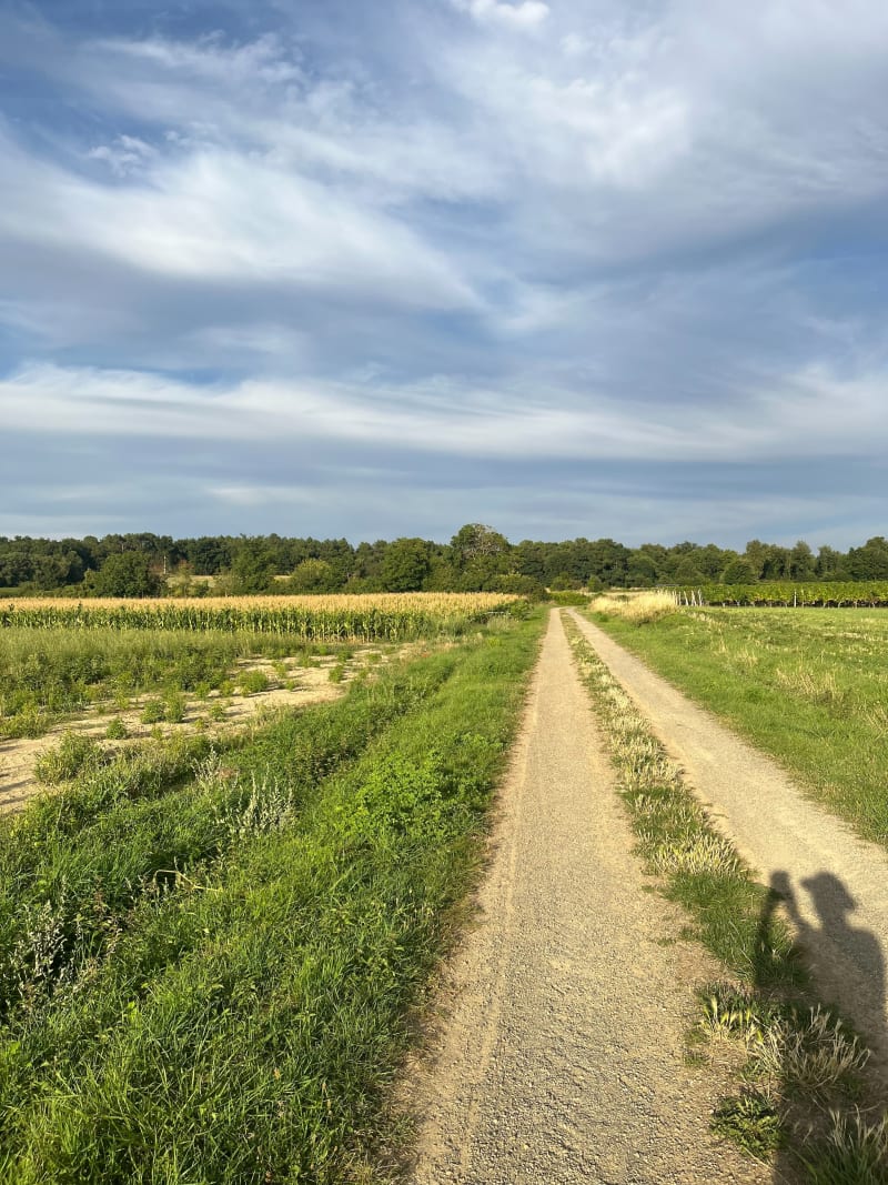 Balade dans la forêt de Chemellier - Brissac Loire Aubance