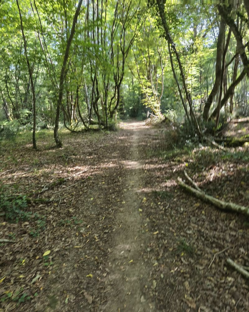 Promenade matinale et Bois Impériaux - Nouaillé-Maupertuis